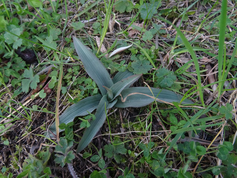 decine di...... Ophrys sphegodes